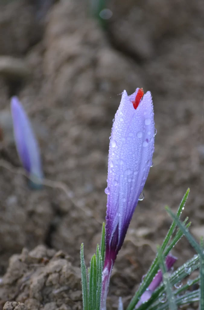 fiore zafferano