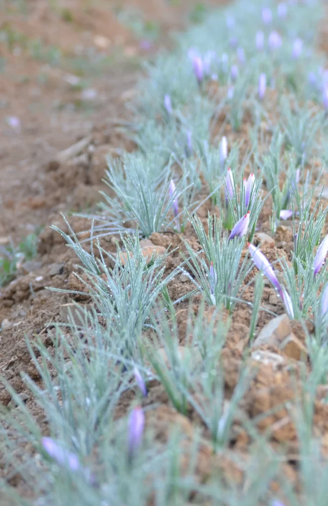 Fiori di zafferano